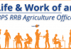 Life of an IBPS RRB Scale 2 Agriculture Officer- Job Profile and More.