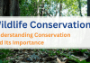 Wildlife Conservation: Understanding Conservation and Its Importance